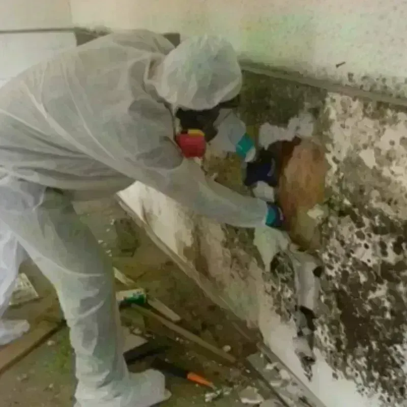 Mold Remediation and Removal in Mathews, LA